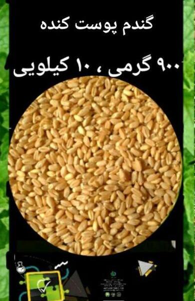 عکس جو دوسر با پوست