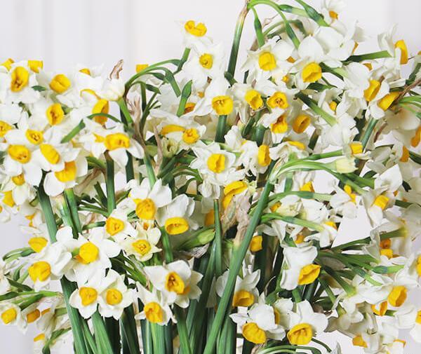 عکس دسته گل نرگس طبیعی