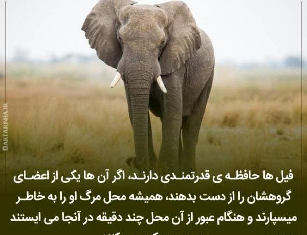 عکس های جالب دانستنی