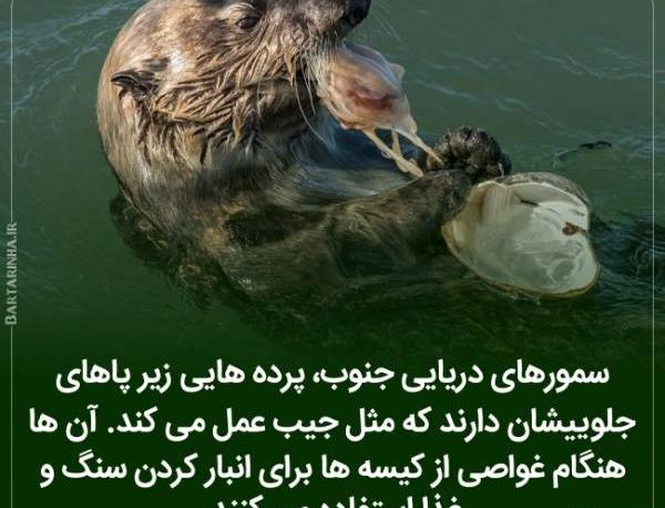 عکس های جالب دانستنی