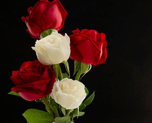عکس گل لاله رز