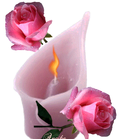 عکس پروانه گیف