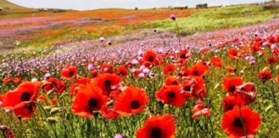 عکس طبیعت زیبای آمریکا