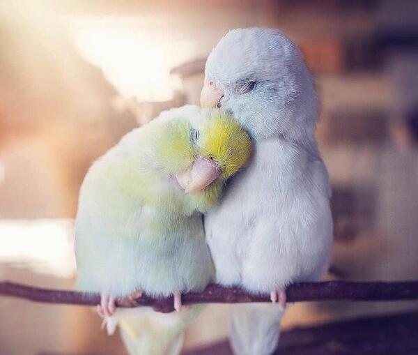 عکس عاشقانه پروفایل حیوانات