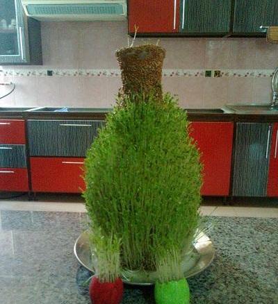 عکس سبزه عید دور کوزه