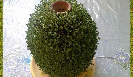 عکس سبزه عید دور کوزه