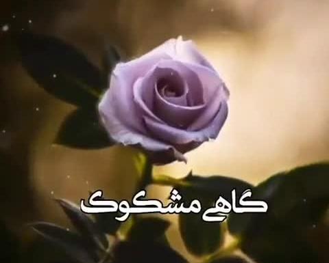 عکس یا فیلم زیبا برای وضعیت واتساپ
