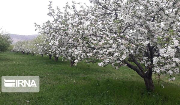 عکس شکوفه درخت سیب