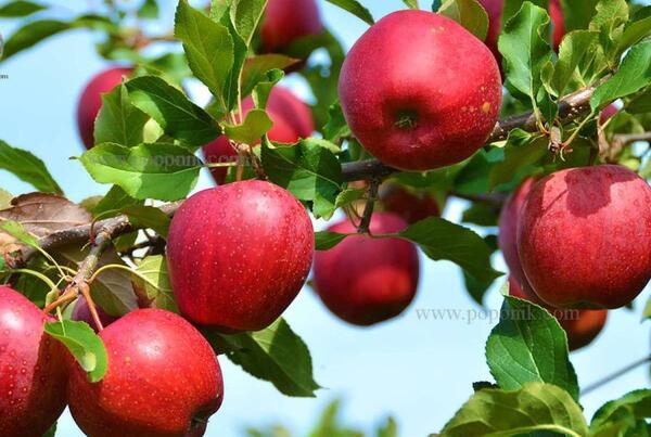 عکس شکوفه درخت سیب