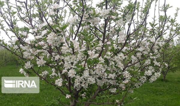 عکس شکوفه درخت سیب