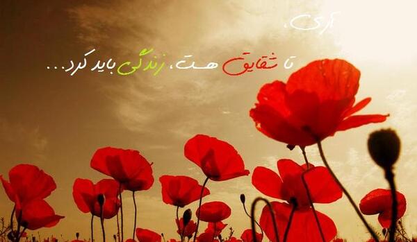 عکس تا شقایق هست زندگی باید کرد