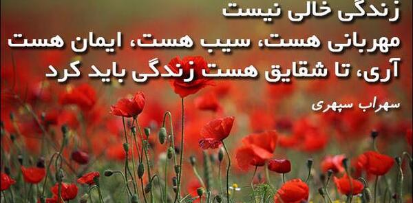 عکس تا شقایق هست زندگی باید کرد
