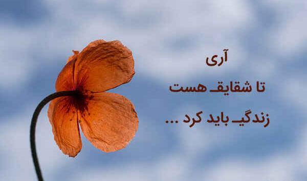 عکس تا شقایق هست زندگی باید کرد