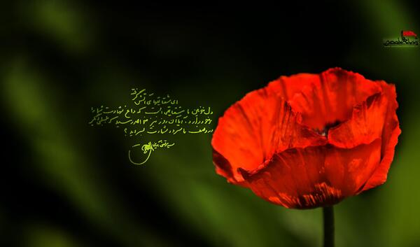 عکس تا شقایق هست زندگی باید کرد