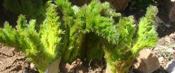 عکس از کرفس کوهی