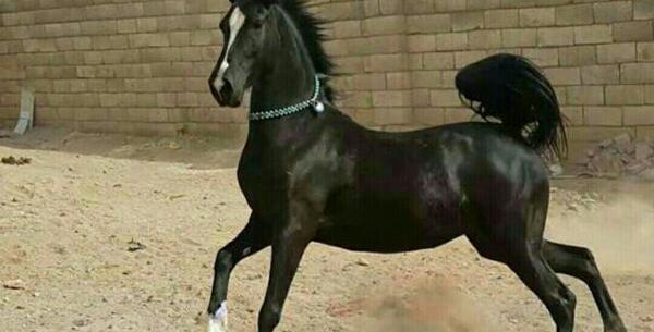 عکس اسب عربی