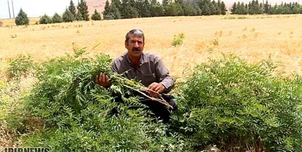 عکس گیاه شیرین بیان
