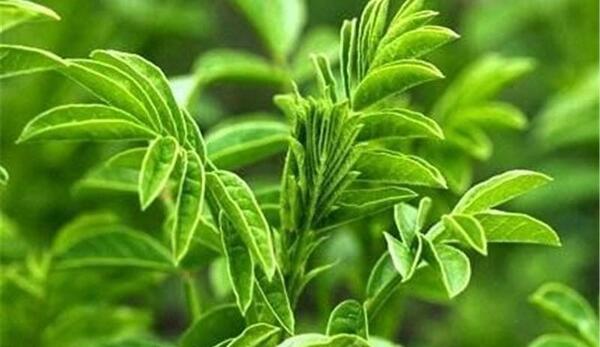 عکس گیاه شیرین بیان