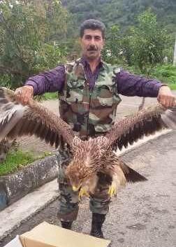عکس عقاب مازندران