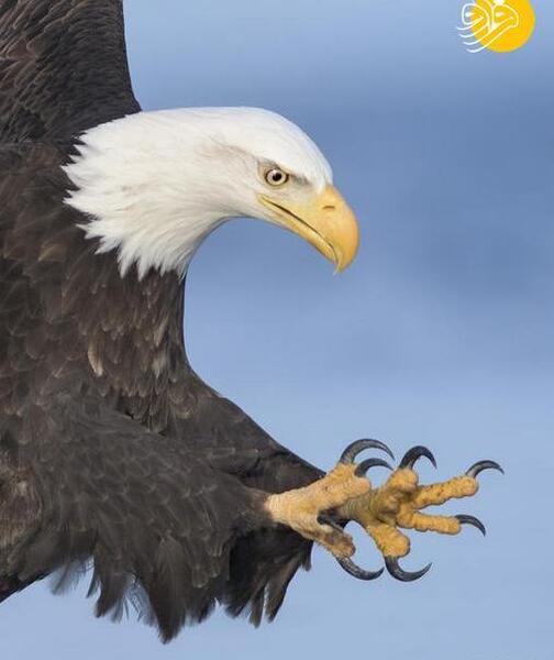 عکس عقاب مازندران
