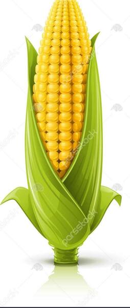 عکس ذرت برای نقاشی
