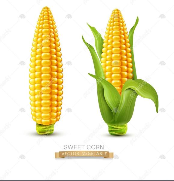 عکس ذرت برای نقاشی