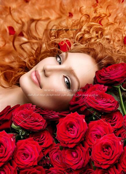 عکس پرتره گل رز