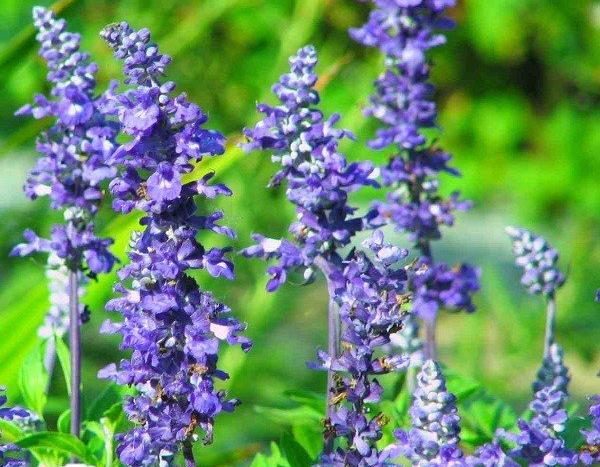عکس مریم گلی پنبه ای خشک شده