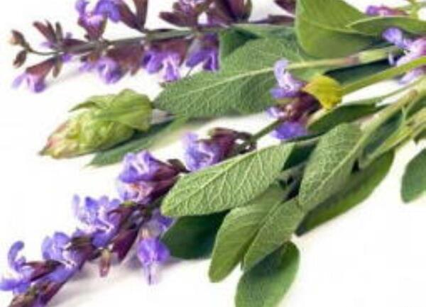 عکس مریم گلی پنبه ای خشک شده