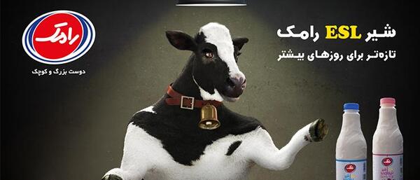 عکس گاو لبنیات صباح