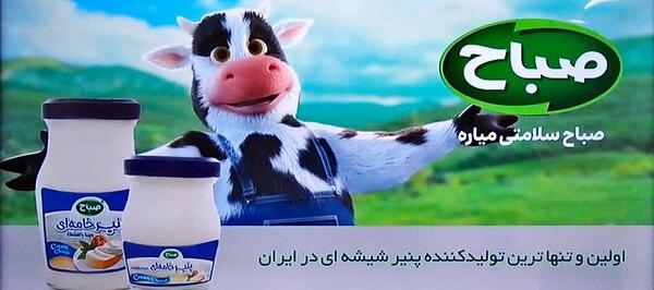 عکس گاو لبنیات صباح