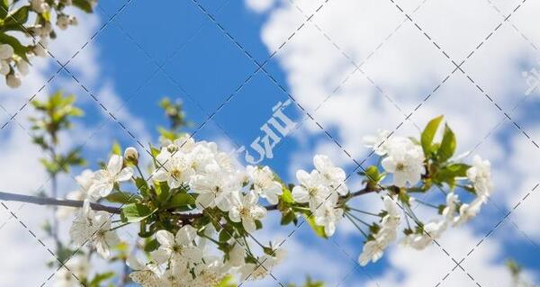 عکس شکوفه سفید
