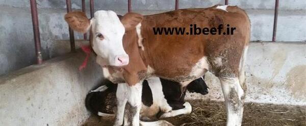 عکس گاو سمینتال اصل