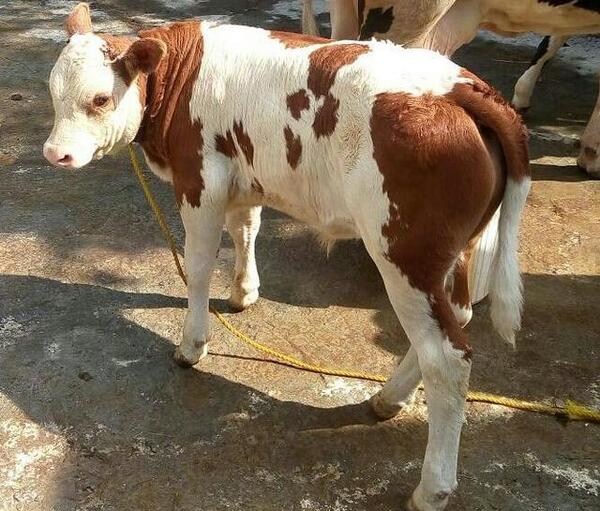 عکس گاو سمینتال اصل