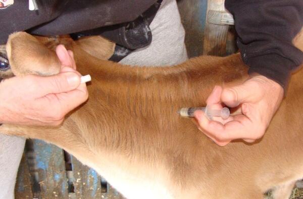 عکس طاعون گاوی