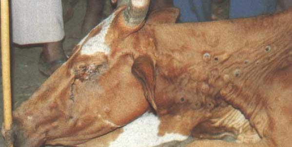 عکس طاعون گاوی