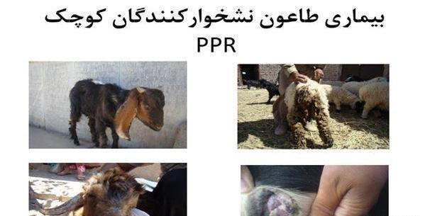 عکس طاعون گاوی