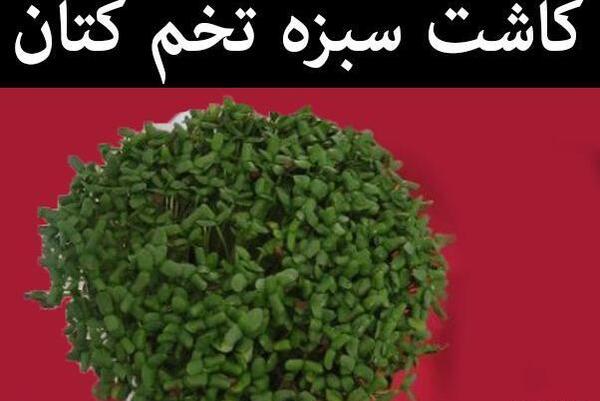 عکس سبزه عید کنجد