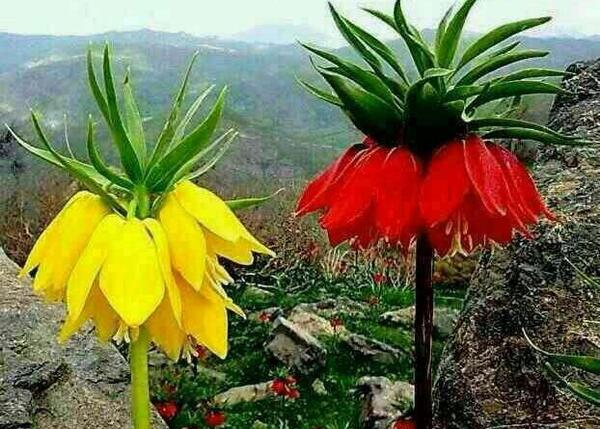 عکس گل لاله واژگون برای پروفایل