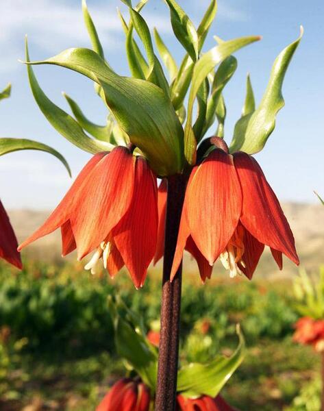 عکس گل لاله واژگون برای پروفایل