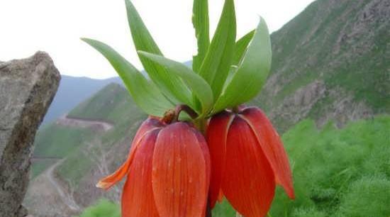 عکس گل لاله واژگون برای پروفایل