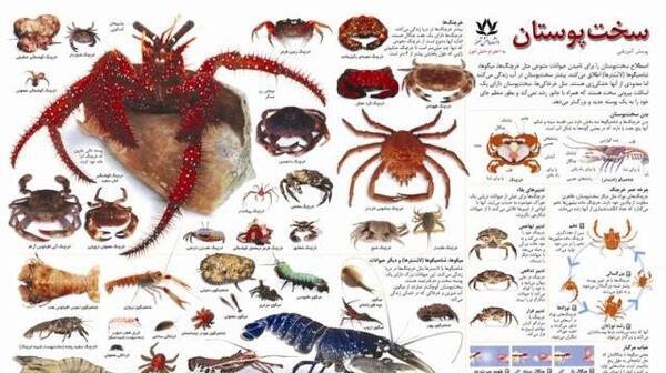 عکس حیوانات سخت پوست