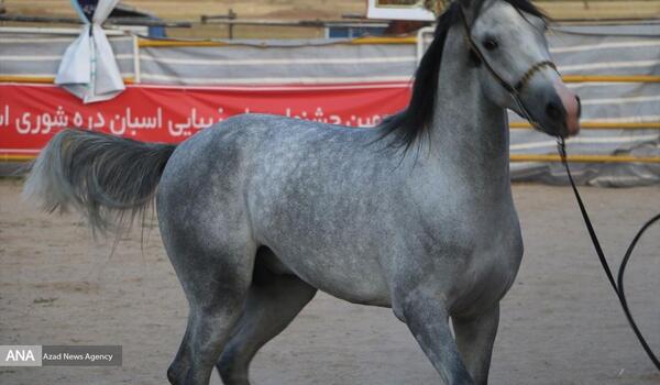 عکس اسب دره شوری