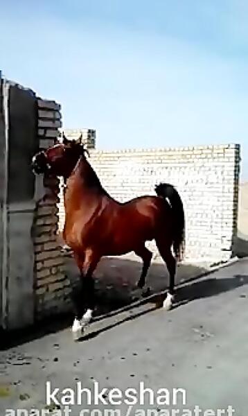 عکس اسب دره شوری