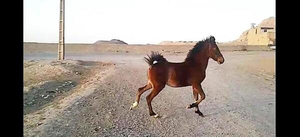 عکس اسب دره شوری
