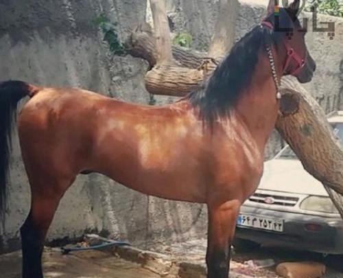 عکس اسب دره شوری