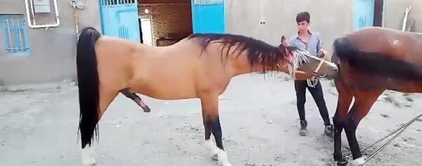 عکس اسب دره شوری