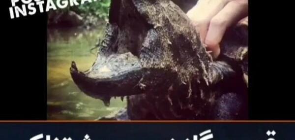 عکس لاک پشت گازگیر تمساحی