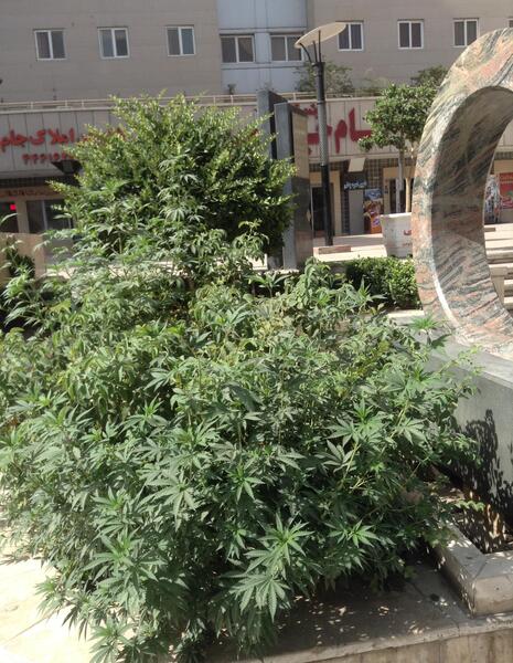 عکس گل شادونه