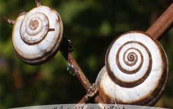 عکس حلزون سفید